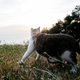 Illustration for article titled How To Take Your Cat Camping